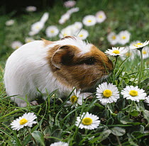 One-week-old Guinea pig grazing on lawn among Daisies