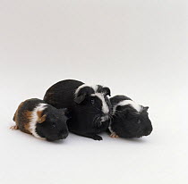 Smooth haired coronet Guinea pig with two babies