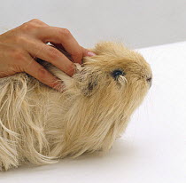 Yellow long-haired Guinea pig with tuft of fur growing from his cornea