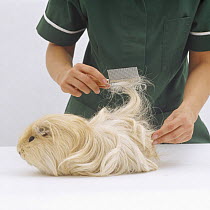 Vet grooming tangled hair of long-haired Guinea pig