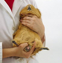 Sexing a male Guinea pig, penis extruded