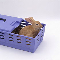 Sandy lop-eared rabbit in a pet carrier