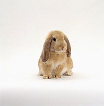 Young sandy lop-eared rabbit, nine-weeks, with drooping years