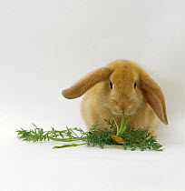 Young sandy lop-eared rabbit feeding on carrot leaves,