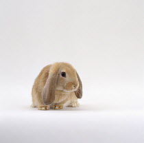 Young sandy lop-eared rabbit looking timid