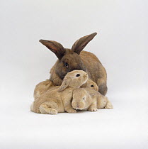 Sandy lop-eared rabbit with 18-day babies