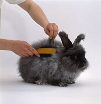 Brushing the long fur of a Blue angora rabbit