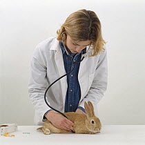 Vet using a stethoscope to listen to the heart of a female sandy lop-eared rabbit