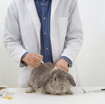 Vet vaccinating a male silver french lop-eared rabbit against Myxomatosis