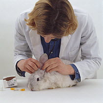 Vet looking in the ears of a young female platinum french lop-eared rabbit during a pre-vaccination check-up