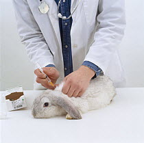 Vet vaccinating a young female platinum french lop-eared rabbit