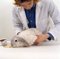 Vet feeling the abdomen of a young female platinum french lop-eared rabbit during pre-vaccination check-up