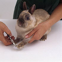 Clipping the overgrown claws on the front paw of a female Colour point Netherland dwarf rabbit