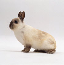 Seal-point netherland dwarf male rabbit