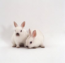 Two Seal colour-point netherland dwarf rabbits, six-weeks