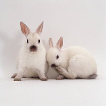Two Seal colour-point netherland dwarf rabbits, six-weeks, one licking its paw