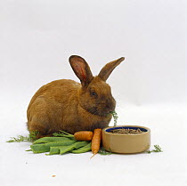 Pregnant sooty fawn female rabbit with lots to eat - carrots, green beans, rabbit pellets