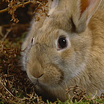 Young fawn rabbit beginning to lose its baby coat, note moult pattern between eyes