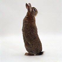Rear view of Agouti dwarf female rabbit sitting up on her hind legs to look around