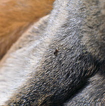 Rabbit flea {Spilopsyllus cuniculi} on the fur of a European rabbit {Oryctolagus cuniculus}