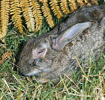 European rabbit {Oryctolagus cuniculus} suffering from Myxomatosis