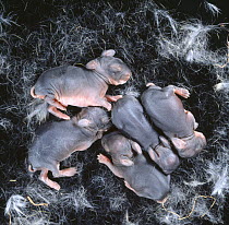European wild rabbit {Oryctolagus cuniculus} five newborn babies in nest, one-day-old, UK