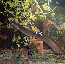 European eel {Anguilla anguilla} in old mill pond, UK