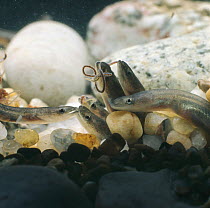 Young European eels / elvers  {Anguilla anguilla} on riverbed feeding on {Tubifex sp} worms
