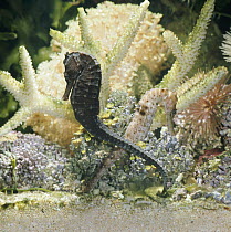 Spotted seahorse {Hippocampus kuda} dark and light colour phases, on coral reef, captive, from Indo-Pacific
