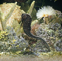 Spotted seahorse {Hippocampus kuda} dark colour phase, on coral reef, captive, from Indo-Pacific