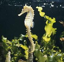 Spotted seahorse {Hippocampus kuda} light colour phase, on coral reef, captive, from Indo-Pacific