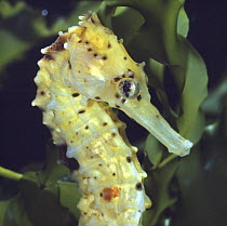Spotted seahorse {Hippocampus kuda} light colour phase, head portrait, captive, from Indo-Pacific