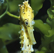 Spotted seahorse {Hippocampus kuda} light colour phase, note eyes rotating independantly from each other, captive, from Indo-Pacific