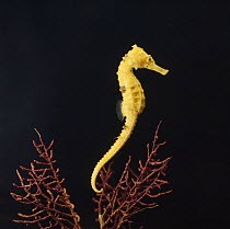 Spotted seahorse {Hippocampus kuda} light colour phase, captive, from Indo-Pacific