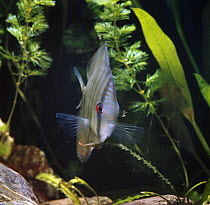 Discus fish {Symphysodon discus} about to eat a {Tubifex sp} worm, captive, from tropical rainforest rivers in Brazil