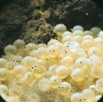 Mass of newly hatched fry and eggs of Bullhead {Cottus gobio} captive, Europe
