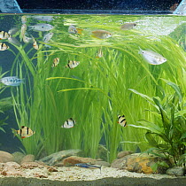Tiger barb fish {Barbus tetrazoa} and other tropical fish in South east asia backwater fish tank with Bamboo plant {Blyxia japonica} flowing in the stream from the airlift, captive.