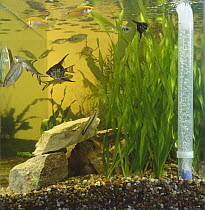 Various species of tropical fish in fish tank with plants and airlift, captive.