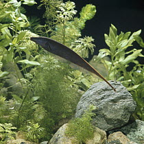 South American electric knifefish {Sternarchus albifrons}, captive, from Surinam and Amazon basin
