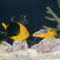 Spanish hogfish {Bodianus rufus} on right, in defense display against a Rock beauty {Holocanthus tricolor} captive