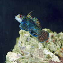 Mandarin fish {Synchiropus splendidus} captive, from the Philippines