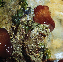 Common blenny / Shanny {Blennius pholis} out of water in rock pool beside Beadlet anemones, Europe