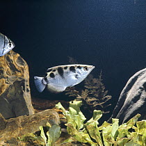 Archerfish {Toxotes jaculator} captive, from Asia