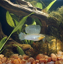 Giant sailfin molly {Poecilia velifera} male in courtship display to female, note regeneration of dorsal fin after injury, captive, from Mexico