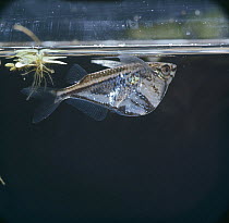 Marbled hatchetfish {Carnegiella strigata} resting at surface amongst floating water fern {Salvinia sp} captive, tropical