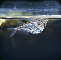 Marbled hatchetfish {Carnegiella strigata} resting at surface, captive, tropical