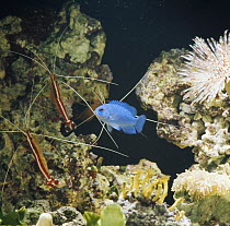 Electric blue damselfish {Pomacentrus caeruleus} and three Cleaner shrimps {Hippolysmata grabhami} captive,