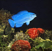 Electric blue damselfish {Pomacentrus caeruleus} with mouth open, captive, from Pacific