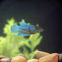 Siamese fighting fish {Betta splendens} female, captive, freshwater, from Malaysia and Thailand