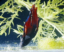 Siamese fighting fish {Betta splendens} phantom male building bubble nest, captive, freshwater, from Malaysia and Thailand